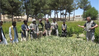 Testing new crop varieties in Zabul, Afghanistan